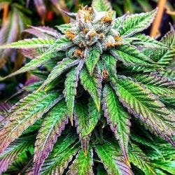 Exotic Leaf