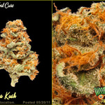 The Herbal Cure