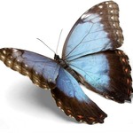 Arizona Natural Selections of Scottsdale