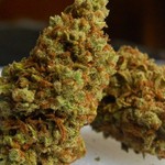 CannaSutra \"Organic Healing\"