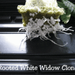Clone Central: Releaf Central's Clone Delivery Service