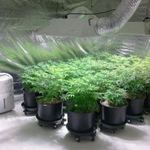GreenLeaf Sanctuary Collective