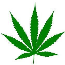 City of Indica Collective