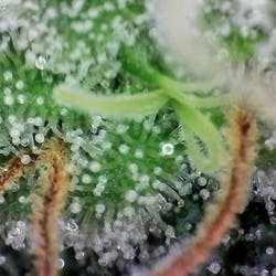 Green OG