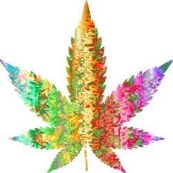 CBD Blossom