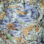 Garden Cure Collective