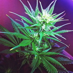 RBM - Reseda's Best Meds
