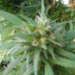 Oceanside Medical Marijuana Delivery
