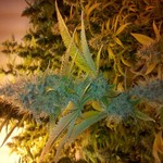 E.G. Delivery $40 CAP on TopShelf $45 for OG Shelf