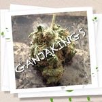 Ganjakings 