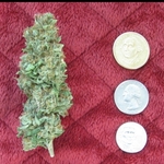 Bella THC