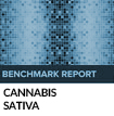 Best Cannabis Sativa